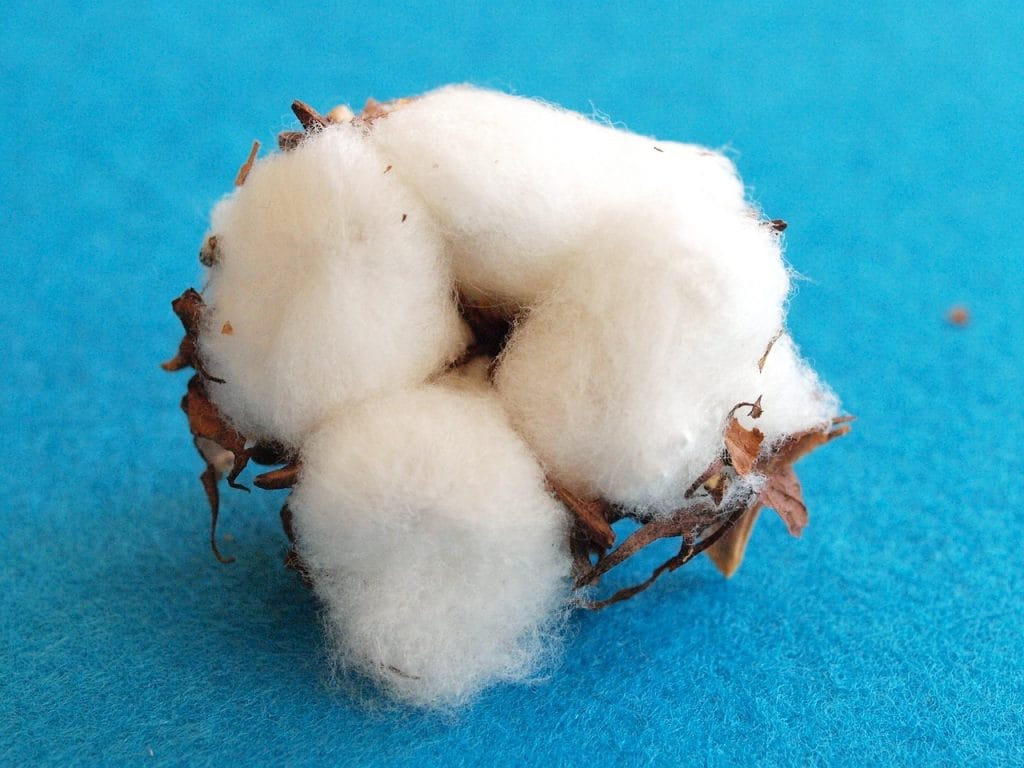cotton, cotton blossom, wool, white flower, cotton, cotton, cotton, cotton, cotton