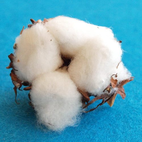 cotton, cotton blossom, wool, white flower, cotton, cotton, cotton, cotton, cotton